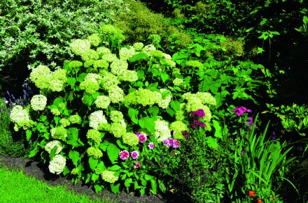 Aby zachować nasadzenia w jak najlepszej kondycji, musimy dostarczyć im m.in. wodę, minerały, dwutlenek węgla i słońce